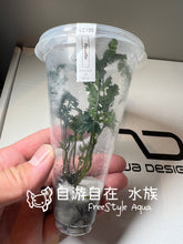 ADA Bolbitis heteroclita var. cuspidata LC155